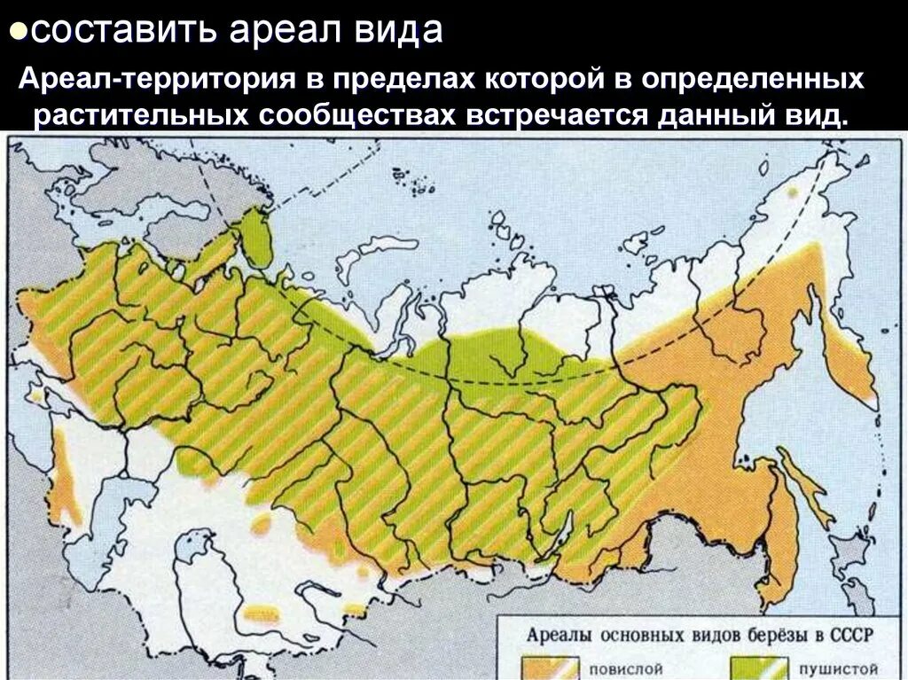 Береза повислая ареал. Ареал основных видов березы СССР. Россия ареал береза повислая. Ареал произрастания березы.