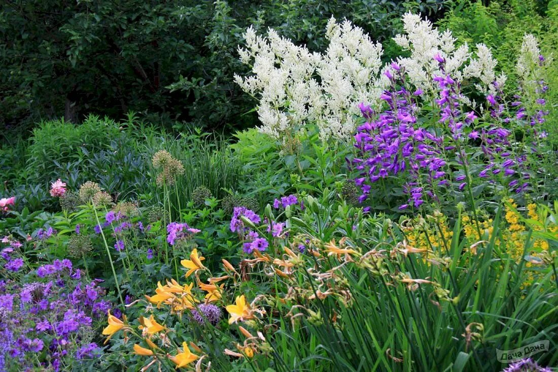 Горец изменчивый фото. Горец полиморфный. Растение Горец изменчивый. Горец изменчивый в ландшафтном. Горец свечевидный в цветнике.