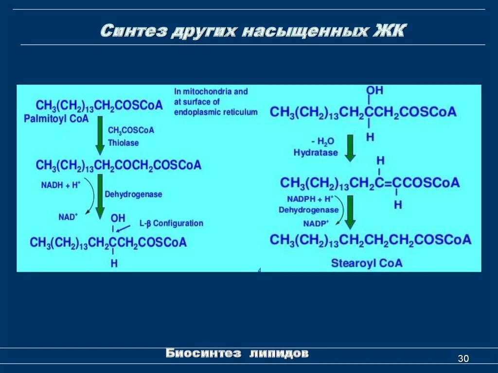 Синтез липидов. Биосинтез липидов. Синтез липидов биохимия. Синтез липидов схема.