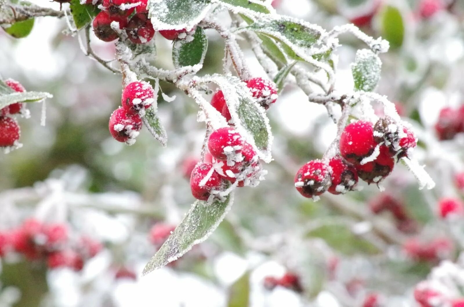 Flowers winter music