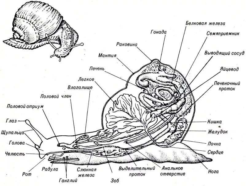 Внешнее строение виноградной улитки. Внешнее и внутреннее строение виноградной улитки. Внутреннее строение виноградной улитки. Внутреннее строение виноградной улитки схема. Печень у малого прудовика