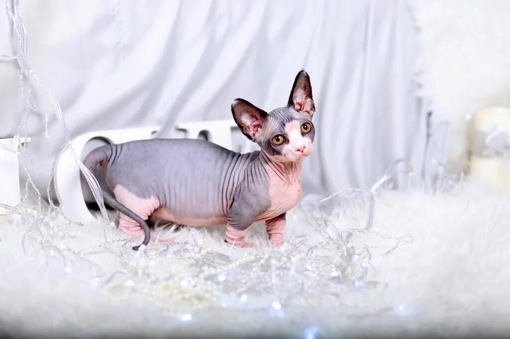 бамбино. канадский сфинкс бамбино. карликовый сфинкс бамбино. донской сфинкс бамбино. бамбино лонг сфинкс.