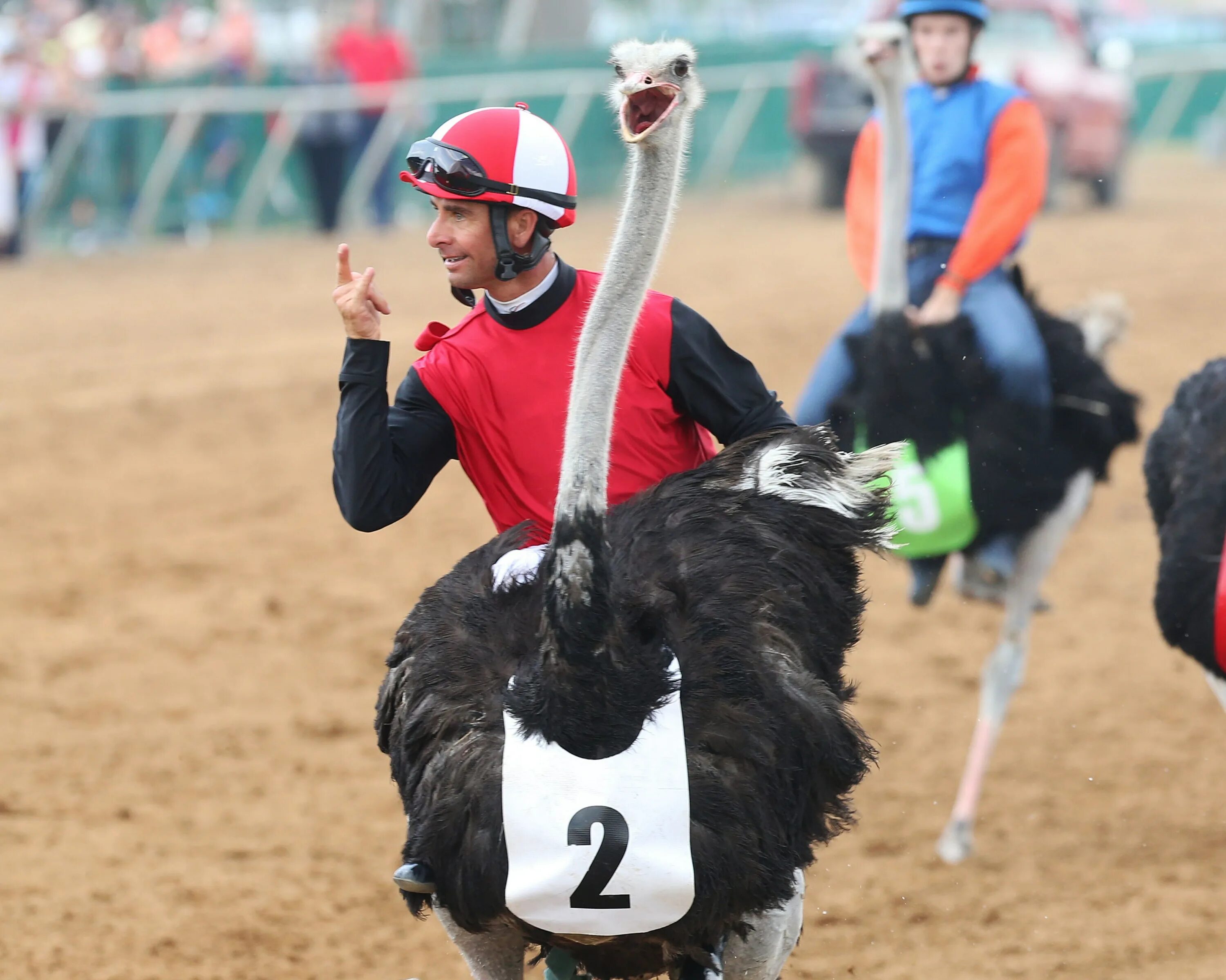 Unusual sporting. Гонки на страусах. Скачки на страусах. Гонки на страусах в Австралии. Забег на страусах.