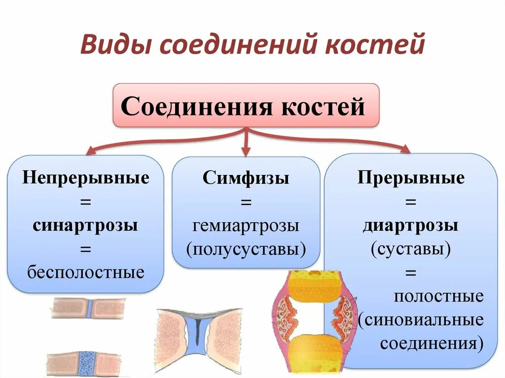 Назвать типы соединения костей