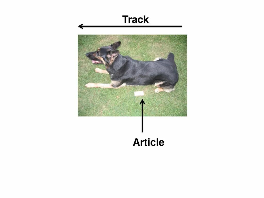 Выявление отпечатков пальцев. Под следами предметами. Нулевая гипотеза предполагает. Следы криминалистика. Механизм следообразования следов рук.