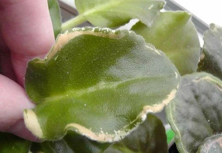 Болезни фиалок фитофтороз. Мучнистый червец на фиалках. На фиалке появились. Пятнистость на листьях фиалок. На фиалке появились.