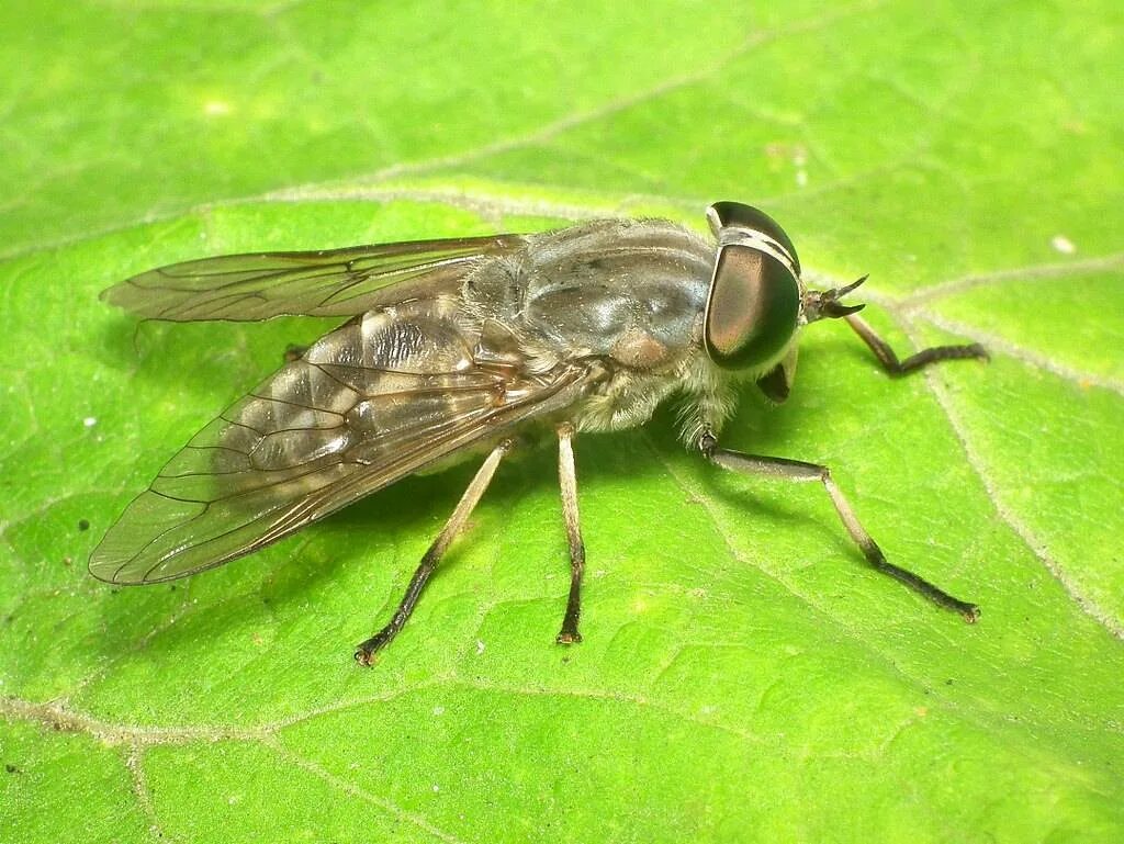 Слепень Tabanus. Слепни (Tabanidae). Полосатый слепень. Королевский слепень.