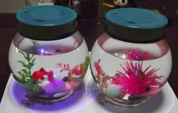 Мини аквариум в баночке. Аквариум с рыбками в банке. Аквариум банка. Аквариум в 3х литровой банке. Пластилиновые рыбки в банке.