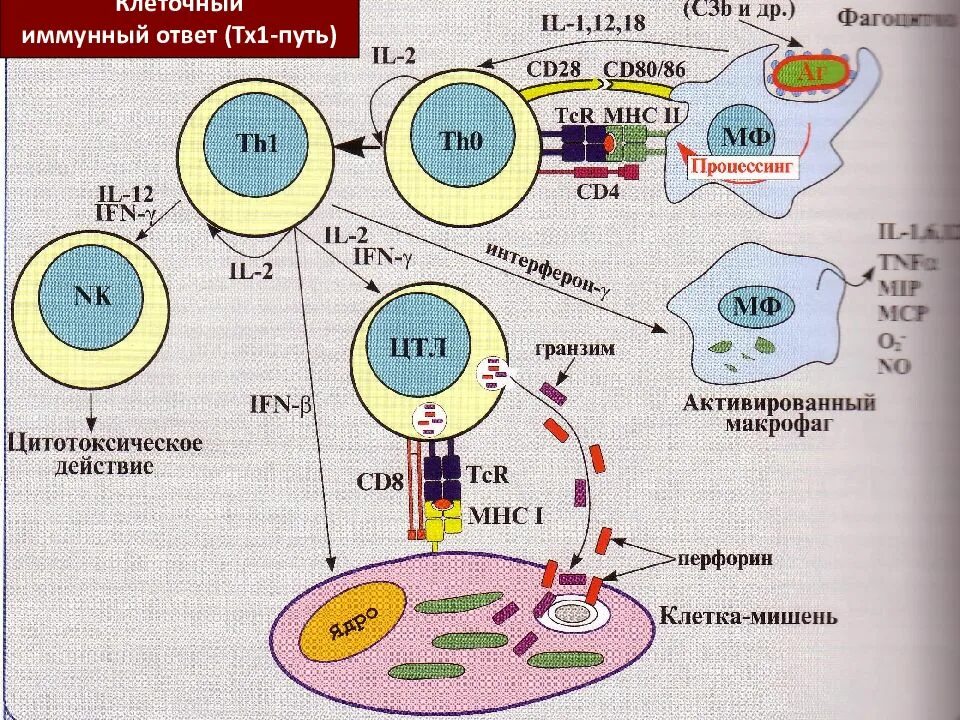 Клеточные иммунные реакции. Cd4 и cd8 иммунный ответ т лимфоциты. Лимфоциты клеточный и гуморальный иммунитет. Активация клеточного и гуморального иммунитета. Т лимфоциты клетки гуморального иммунитета.