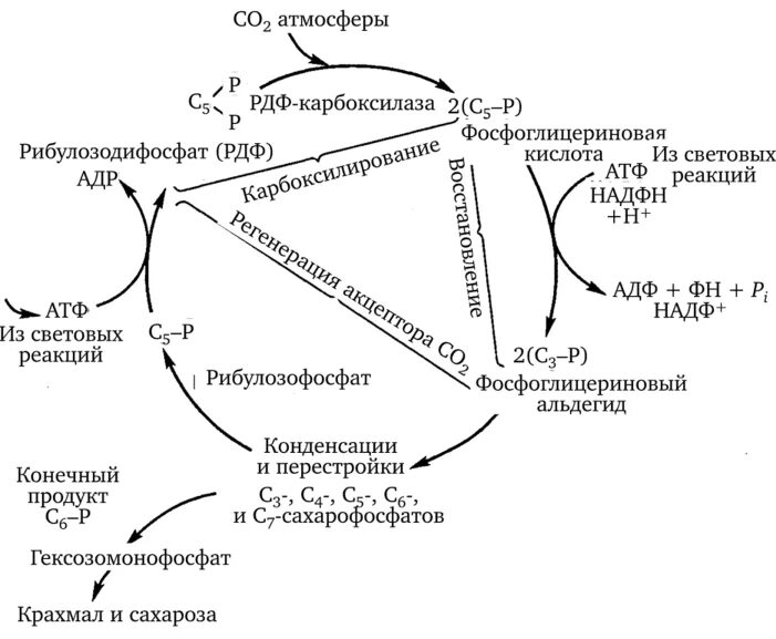 Протекают реакции цикла кальвина. Цикл Кальвина упрощенная схема. Цикл Кальвина в фотосинтезе схема. С3 путь фотосинтеза цикл Кальвина кратко. Темновая фаза фотосинтеза цикл Кальвина.