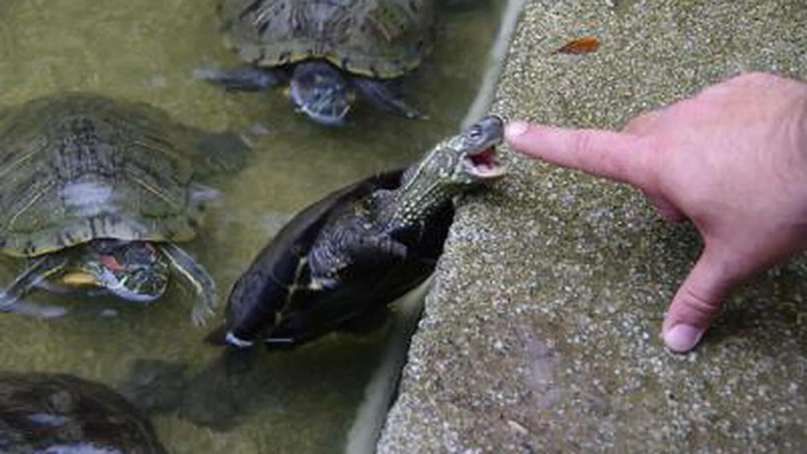 Сколько красноухая может без воды. Красноухая Болотная черепаха. Красноухая черепаха кусается. Дикие красноухие черепахи. Укус красноухой черепахи.