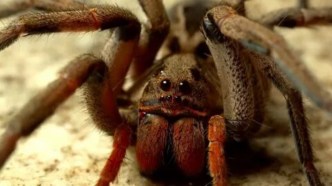 Самые опасные пауки в мире