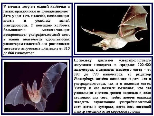 Какой тип сенсорной системы используют летучие мыши. Факты о летучих мышах. летучая мышь доклад. рассказ о летучей мыши. интересные факты о летучих мышах.