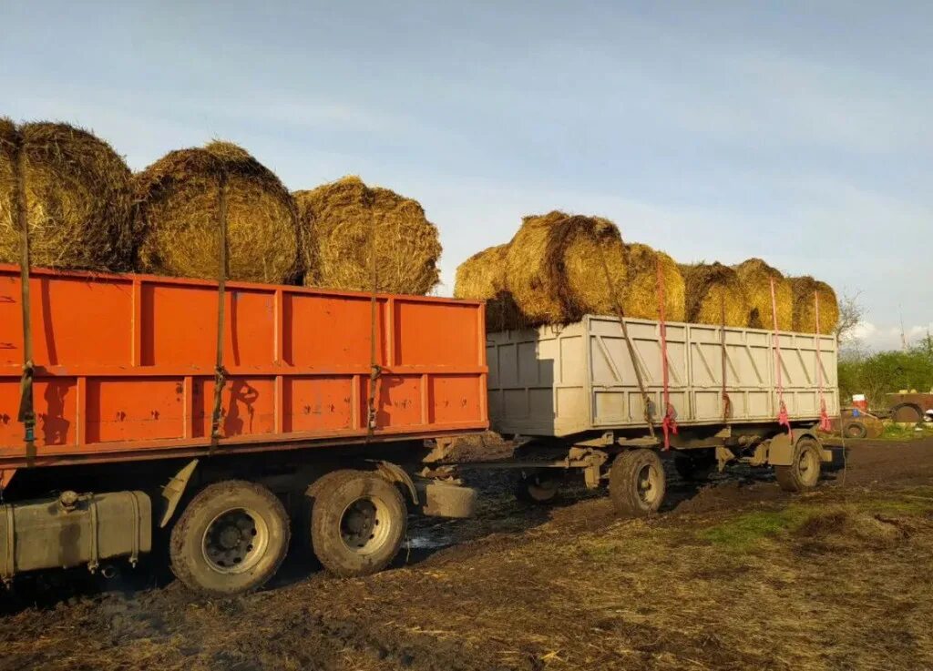 Сено ставропольском крае. КАМАЗ сено. Перевозка сена на КАМАЗЕ. Перевозка сена в рулонах. Прицеп для перевозки рулонов сена.