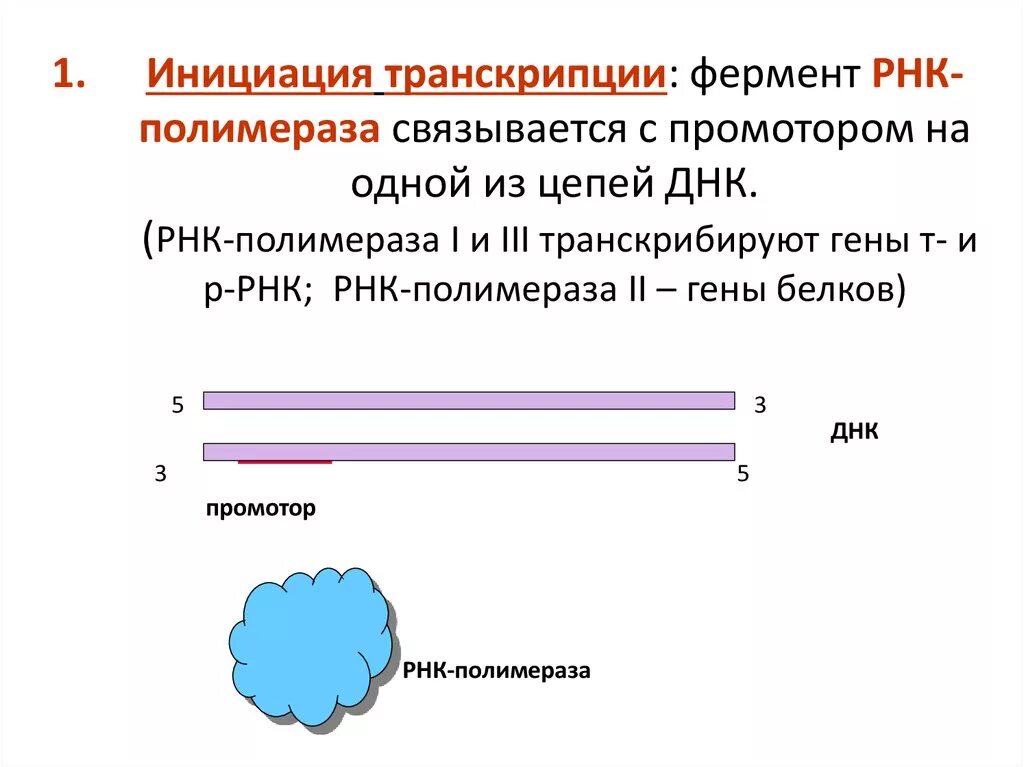 Осуществляется ферментом днк полимеразой. РНК полимераза 3 инициация транскрипции. РНК полимераза 1 инициация транскрипции. При транскрипции РНК-полимераза. Стадии инициации транскрипции.