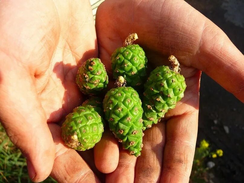 сосна крымская шишка. сосновые шишечки зеленые. зеленые шишки кедра. шишки сосенки зеленые. сосна горная шишка.