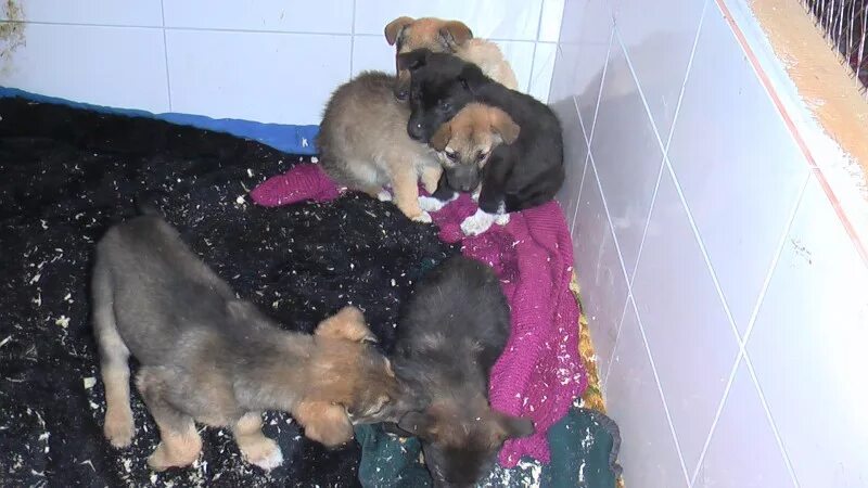 слепой щенок. щенки алабая недельные. щенок 5 дней. тувинская овчарка. новорожденные щенки дворняжки.