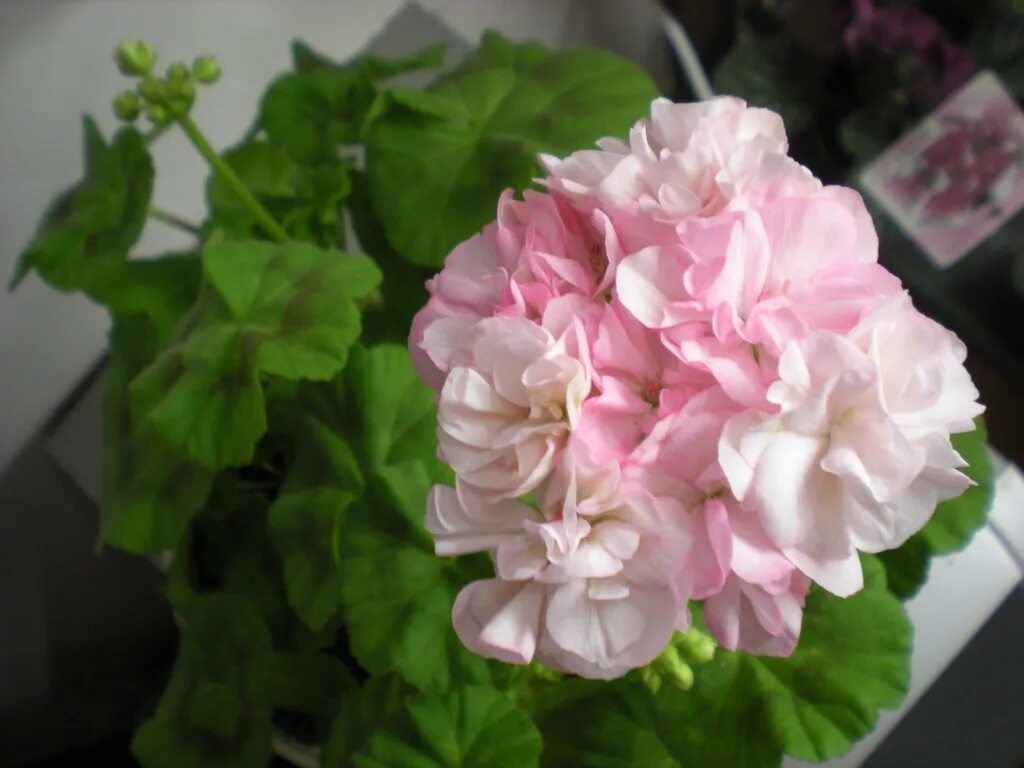 пеларгония розебудная скарлетт. пеларгония pac neona. розовая пеларгония сорта. пеларгониум розовый (pelargonium roseum willd. пеларгония goldstone cooper.