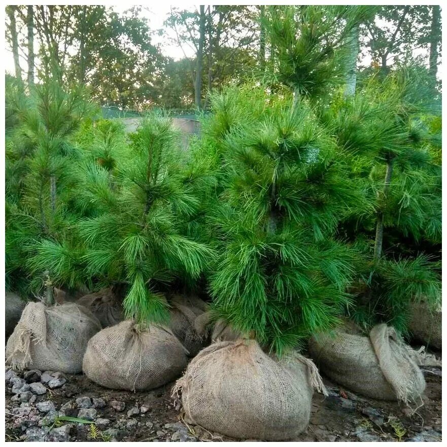 Лесландия семена купить. Кедр корейский (сосна Кедровая корейская). Кедр Дальневосточный. Кедр корейский Инчхон. Сосна Кедровая корейская шишки.