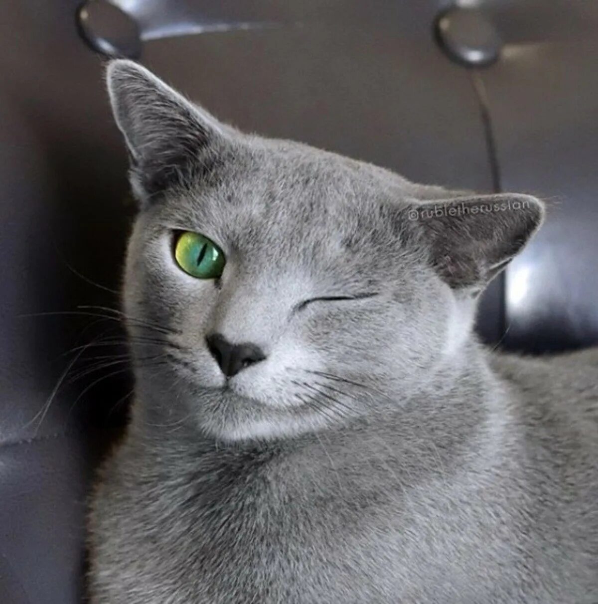 Серый котенок мем. Серый котенок мем. Серый котенок мем. Котенок на ноутбуке. Кот мем.