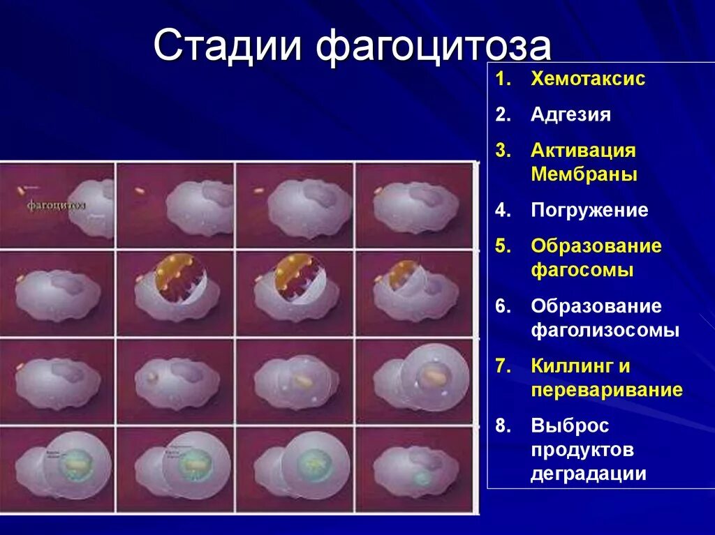 Этапы незавершенного фагоцитоза. Этапы завершенного фагоцитоза. Этапы фагоцитоза иммунология. Стадии завершенного фагоцитоза.