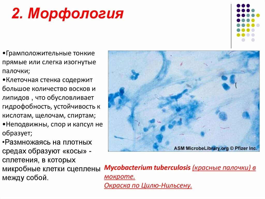 Мокрота по цилю нильсену. Морфология. Циль Нильсену окраска. Возбудители бактериальных респираторных инфекций. Окраска микобактерий по Цилю-Нильсену.