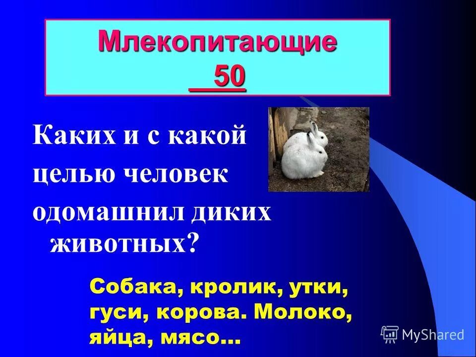 Презентация многообразие животных 1 класс. Для каких целей был одомашнен голубь. Тур это биология 9 класс. Из каких отрядов человек одомашнил. Связи с чем человек одомашнил кролика а не зайца.