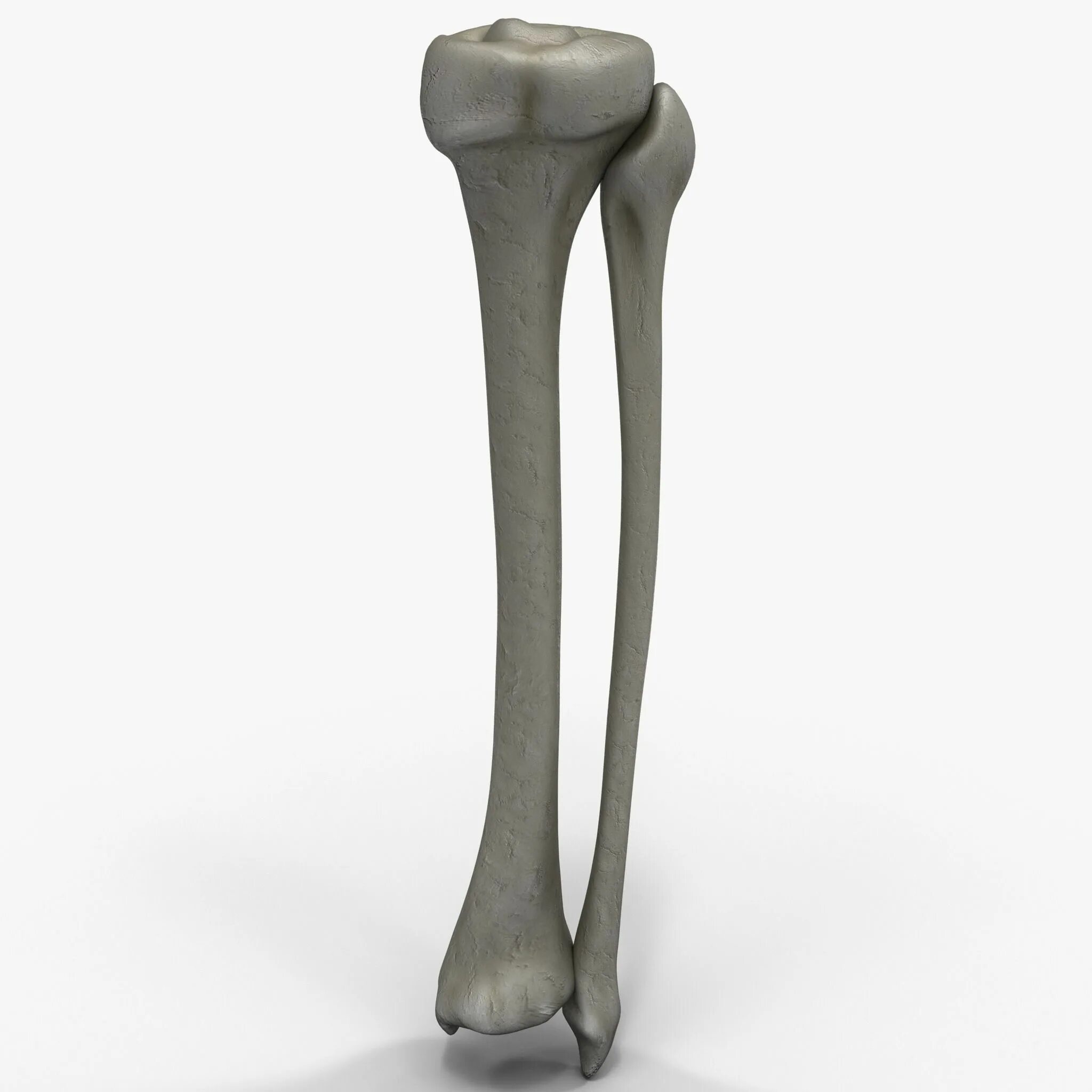 Curved tibia fibula. Кости голени большеберцовая кость. большеберцовая кость (tibia). большеберцовая и малоберцовая кости. tibia fibula кости.