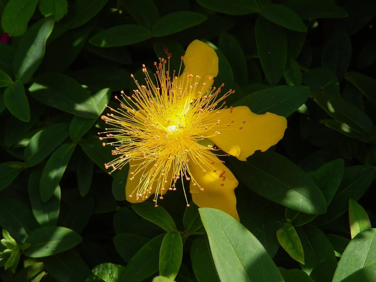 Зверобой продырявленный (Hypericum perforatum). Зверобой чашечковый (Hypericum calycinum). Hypericum patulum. Сафлор красильный.