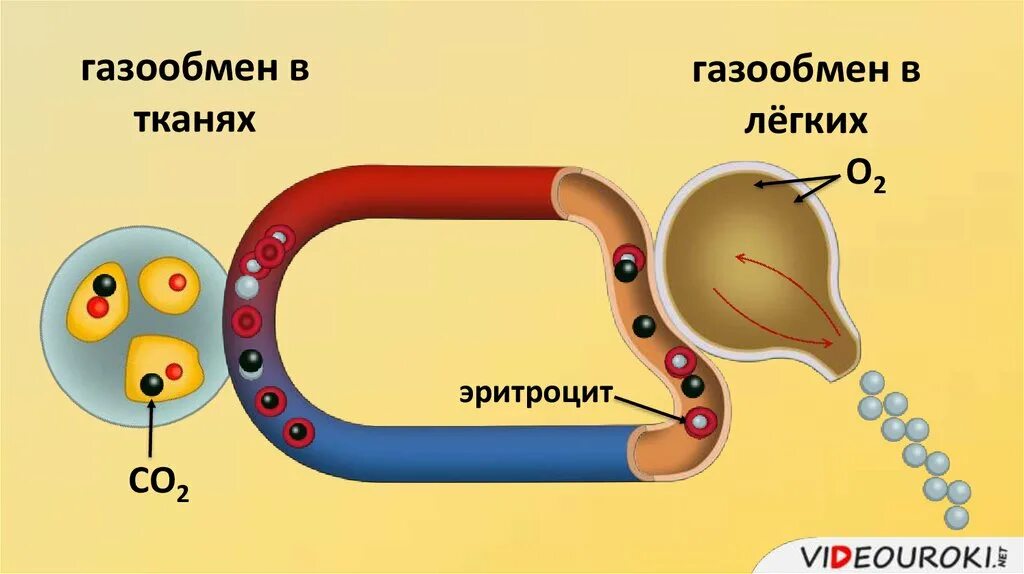 Газообмен в легких и тканях. Газообмен в легких и тканях рисунок. Механизм газообмена в альвеолах и тканях. Строение легких газообмен в легких и тканях. Круги газообмена в легких