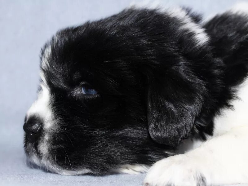 щенки черно белого окраса. бордер колли чёрно белый. щенки чёрные белые чёрно-белый. бордер колли щенки. бордер-колли.