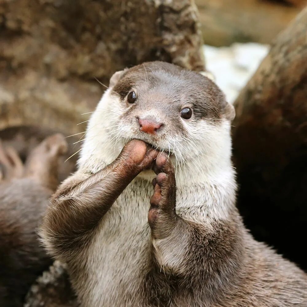 Типы выдр. Японская выдра вымерла. пальцы выдры. otter paws. реконструкция японской выдры.