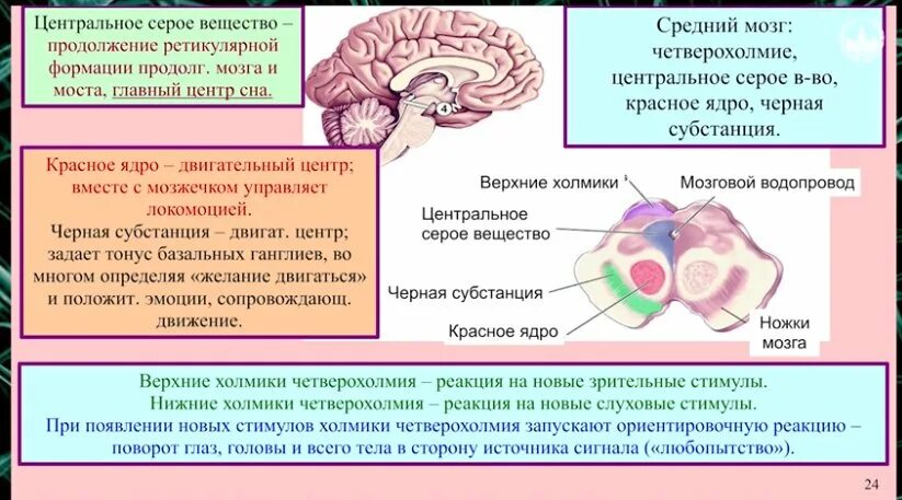 Выделения серого вещества. Центральное серое вещество среднего мозга функции. Четверохолмие среднего мозга таблица. Средний мозг структура белого вещества. Серое и белое вещество среднего мозга.