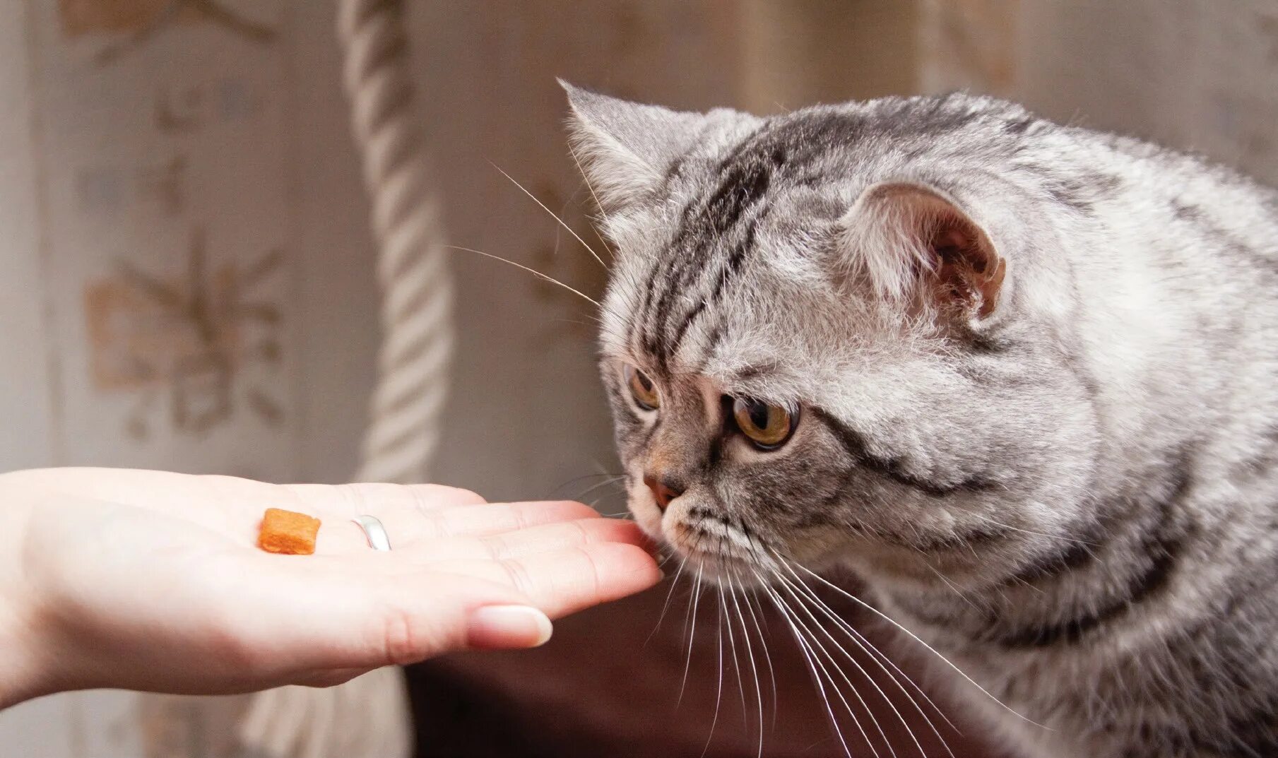 Накормить кота. Британский кот кушает. Корми кота. Кормящая кошка. Сонник кормить кошек