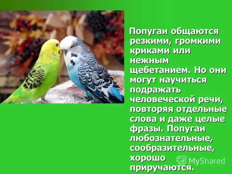 Какие слова говорят попугаи. Попугай для презентации. Информация о волнистых попугаях. Презентация на тему попугай. Волнистый попугайчик информация для детей.