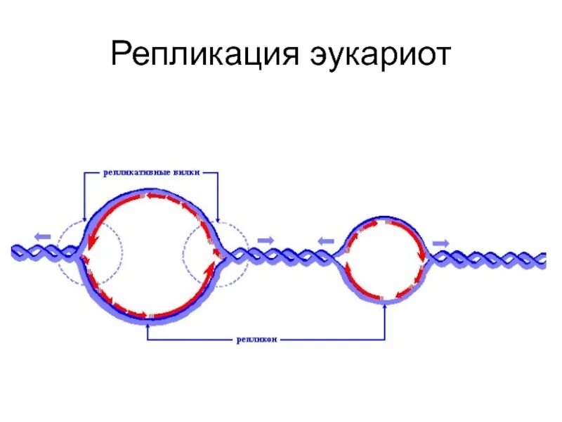 Фермент вилка. Схема репликационной вилки ДНК. Репликационная вилка эукариот. Репликационная вилка прокариот. Точка начала репликации ДНК.