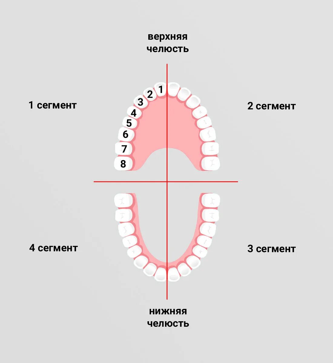 Какую ы рот. Зубная формула в стоматологии сегменты. Зубная формула по международной системе обозначения зубов. Деление челюсти на 4 зоны. Схема зубов в стоматологии.
