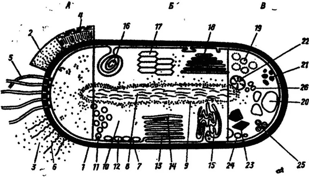 Бактерия прокариот строение. 1. Строение прокариотической клетки. Прокариотическая клетка строение рисунок. Комбинированная схема строения прокариотической клетки. Клетка прокариот схема.