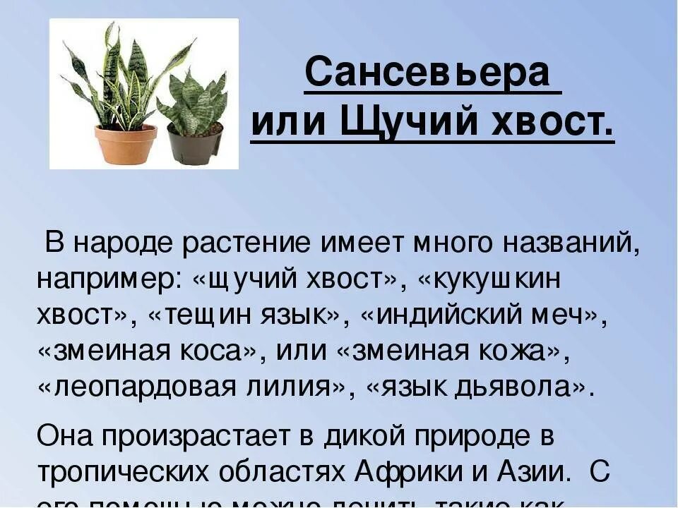 Фикус щучий хвост. Сансевиерия щучий хвост приметы суеверия. Сансевиерия цветок комнатный приметы и суеверия. Тещин язык комнатное растение.