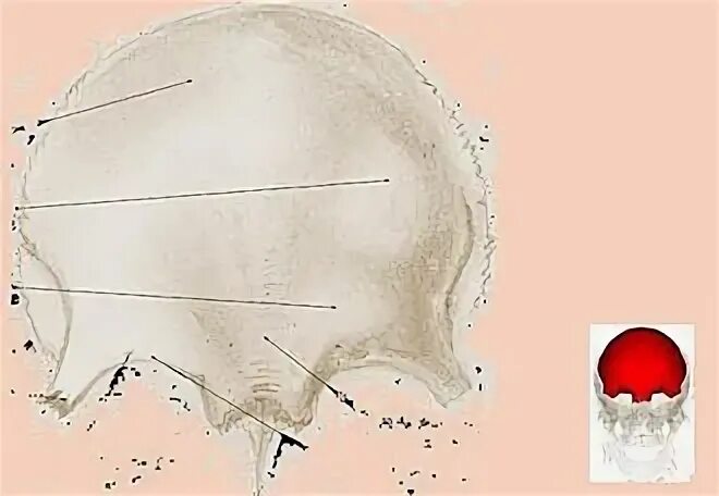 Лобная кость анатомия кратко. Глабелла лобной кости. Размер лобной кости. Лобная кость черепа анатомия человека. Размер лобной кости.