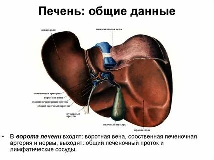 Ворота печени расположены