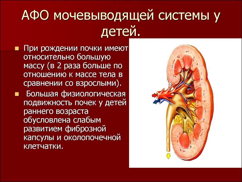 Заболевание почек особенности. Афо новорожденного мочевыделительная система. Афо органов мочевыделения и почек у детей. Афо мочевыделительной системы у детей. Афо выделительной системы у новорожденных.