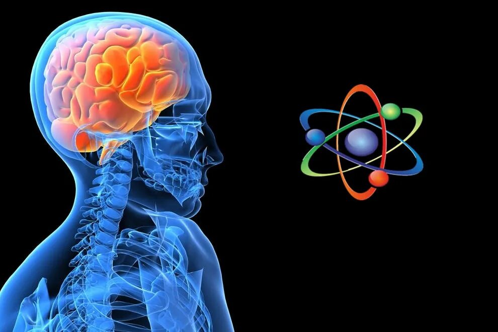 Nervous system brain