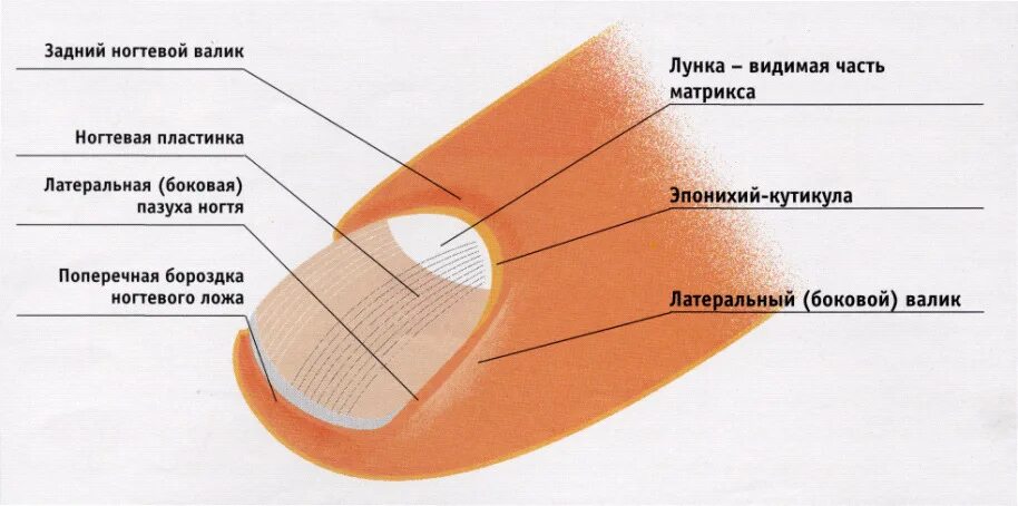 Схема строения ногтя. Строение ногтевой пластины анатомия. Строение ногтевой пластины анатомия и физиология ногтей. Строение ногтя и ногтевой пластины матрикс. Ноготь строение анатомия схема.