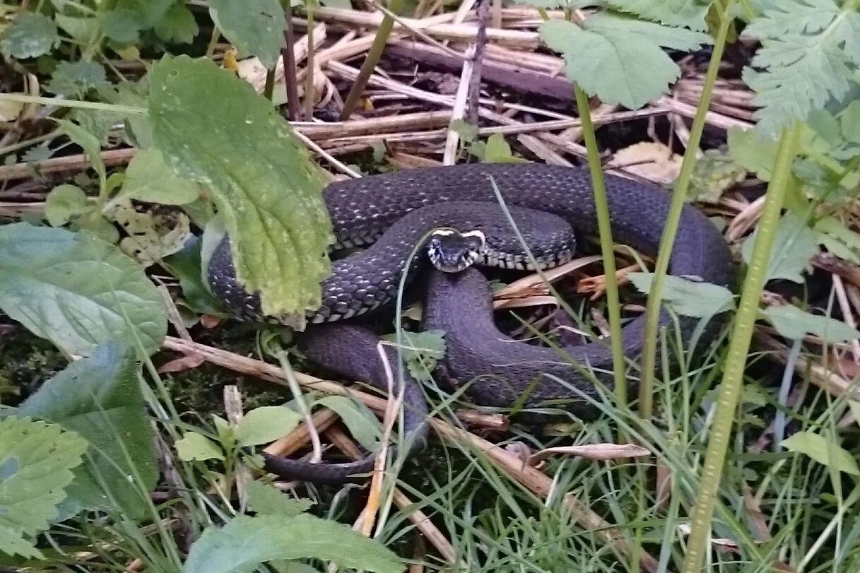 обыкновенный уж natrix natrix. змеи в москве и подмосковье. Zamenis longissimus. полоз меланист. где в москве змеи.