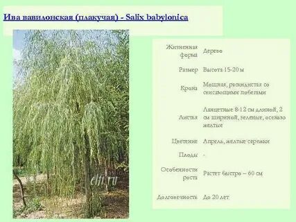 Систематическая группа ивы