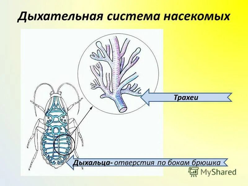 внешнее строение насекомого схема. строение насекомых майский жук. дыхальца насекомых расположены на брюшке. рассмотрите брюшко найдите дыхальца майского жука. строение пищеварительной системы майского жука.