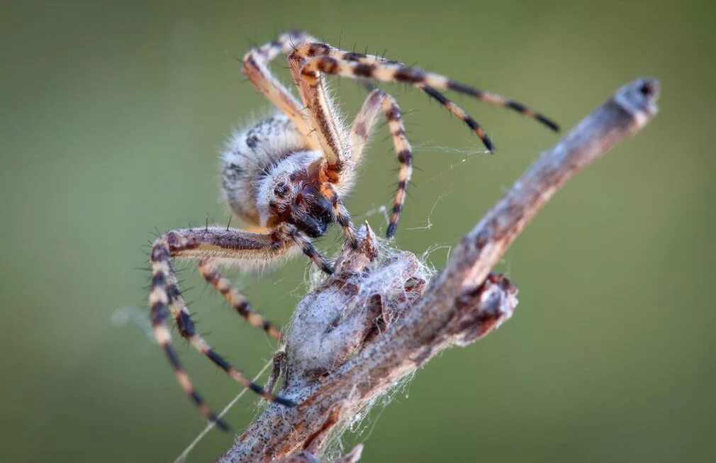 Пауки-кругопряды – araneidae. Паук кругопряд дольчатая аргиопа. Паук арахнид кругопряд. Арахнид кругопряд. Пауки-кругопряды – araneidae.