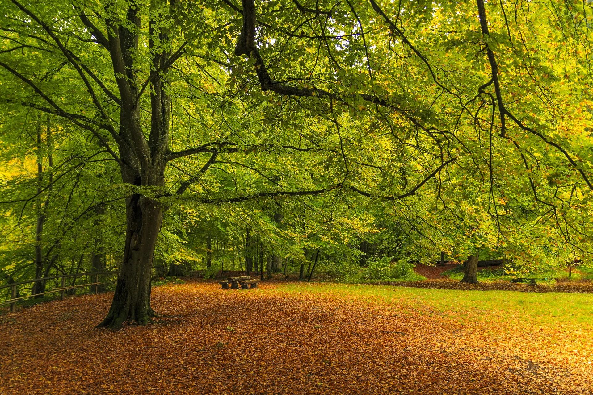 To be closer to nature. Священный лес. Closer to nature.