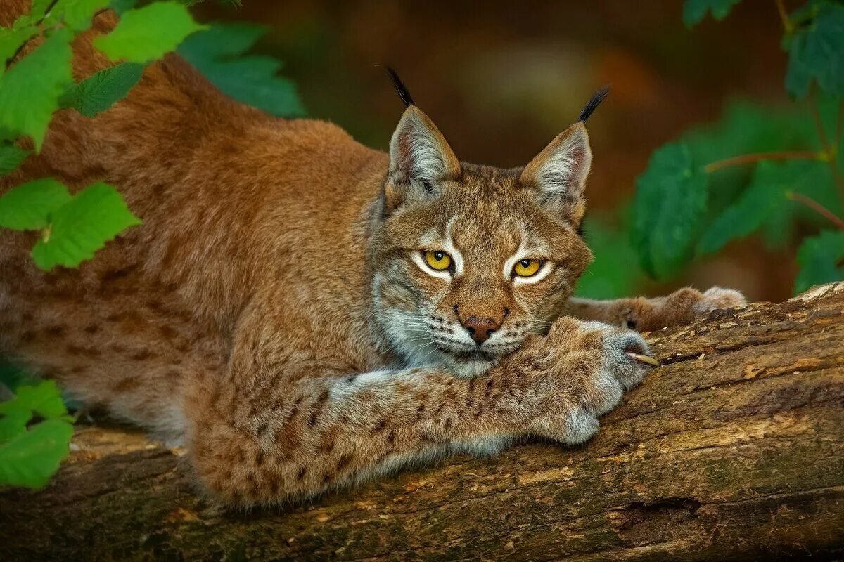 Lynx Рысь. Рысь — Lynx Lynx. Рысь европейская обыкновенная. Евроазиатская (обыкновенная) Рысь. Звезда рыси